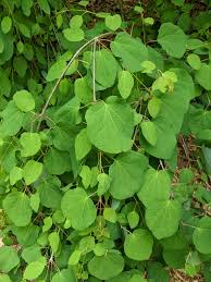 Attēlu rezultāti vaicājumam “Cercidiphyllum japonicum leaf”