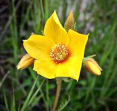 Image result for Helichrysum lindleyii