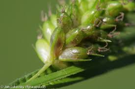 Attēlu rezultāti vaicājumam “Carex pallescens”
