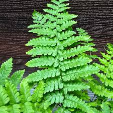 Attēlu rezultāti vaicājumam “Polystichum aculeatum”