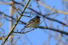 Attēlu rezultāti vaicājumam “Fringilla montifringilla male”
