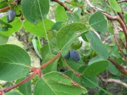Attēlu rezultāti vaicājumam “Lonicera caerulea var. pallasii”