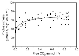 Attēlu rezultāti vaicājumam “Nostoc pruniforme”