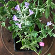 Attēlu rezultāti vaicājumam “Nepeta x faassenii leaf”