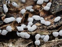 Attēlu rezultāti vaicājumam “Badhamia affinis spores”