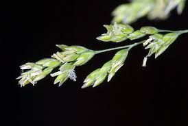 Attēlu rezultāti vaicājumam “Poa trivialis leaf”