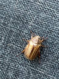 Attēlu rezultāti vaicājumam “Amphimallon solstitiale imago”