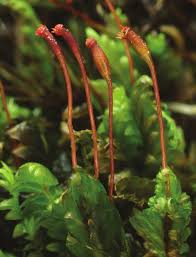 Attēlu rezultāti vaicājumam “Fissidens osmundoides”