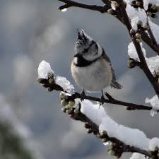 Attēlu rezultāti vaicājumam “Lophophanes cristatus adult”