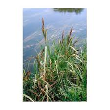 Attēlu rezultāti vaicājumam “Carex riparia”