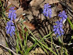 Attēlu rezultāti vaicājumam “Muscari botryoides”