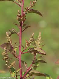 Attēlu rezultāti vaicājumam “Chenopodium polyspermum leaf”