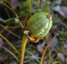 Attēlu rezultāti vaicājumam “Parnassia palustris bud”