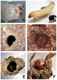 Attēlu rezultāti vaicājumam “Leiodidae larva”