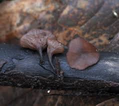 Attēlu rezultāti vaicājumam “Rutstroemia firma”