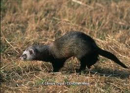 Attēlu rezultāti vaicājumam “Mustela putorius”