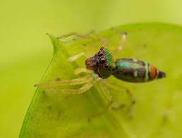Attēlu rezultāti vaicājumam “Xanthogramma sp. male”