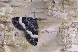 Attēlu rezultāti vaicājumam “Spargania luctuata”