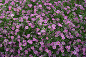 Attēlu rezultāti vaicājumam “Gypsophila muralis”