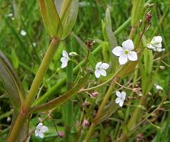 Attēlu rezultāti vaicājumam “Veronica scutellata flower”