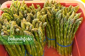 Attēlu rezultāti vaicājumam “Asparagus officinalis fruit”