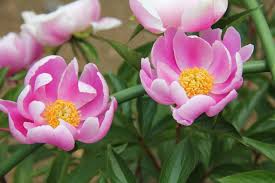 Attēlu rezultāti vaicājumam “Paeonia lactiflora”