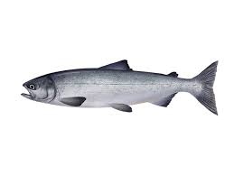 Image result for Oncorhynchus nerka