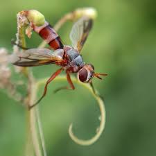 Attēlu rezultāti vaicājumam “Cribraria rubiginosa macro”