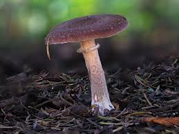 Attēlu rezultāti vaicājumam “Cribraria rufa macro”