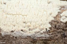 Attēlu rezultāti vaicājumam “Antrodia”