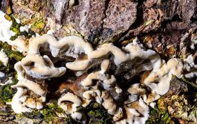 Attēlu rezultāti vaicājumam “Bjerkandera fumosa”