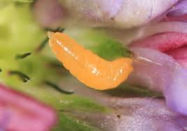 Attēlu rezultāti vaicājumam “Cystiphora sanguinea larva”