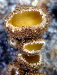 Attēlu rezultāti vaicājumam “Lachnellula willkommii”