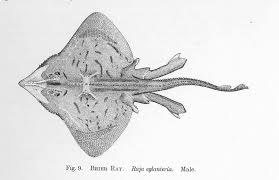 Image result for Rostroraja eglanteria