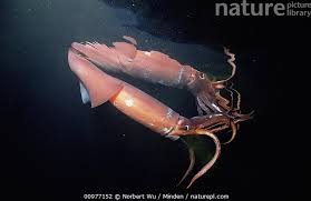 Image result for Dosidicus gigas