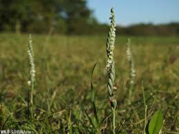 Attēlu rezultāti vaicājumam “Cratarellus cornucopioides”