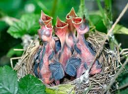 Attēlu rezultāti vaicājumam “Sylvia borin nest”