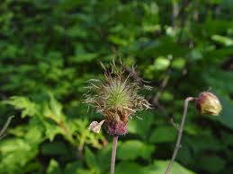 Attēlu rezultāti vaicājumam “Galium rivale fruit”