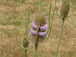 Image result for Dipsacus silvestris