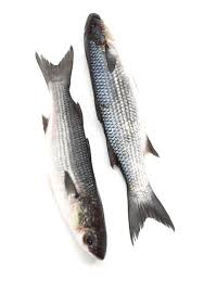 Image result for Chelon labrosus