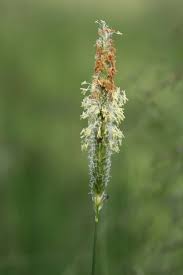 Attēlu rezultāti vaicājumam “Alopecurus pratensis flower”