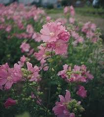 Image result for Malva alcea