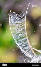 Attēlu rezultāti vaicājumam “Epilobium angustifolium fruit”