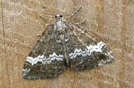 Attēlu rezultāti vaicājumam “Perizoma affinitata”