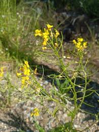 Attēlu rezultāti vaicājumam “Barbarea vulgaris subsp. arcuata flower”