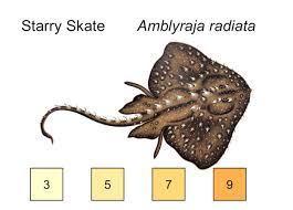 Image result for Amblyraja radiata