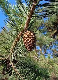 Attēlu rezultāti vaicājumam “Pinus”