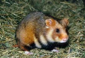 Image result for хомяк
