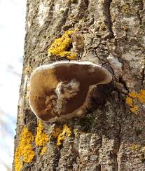 Attēlu rezultāti vaicājumam “Phellinus tremulae”