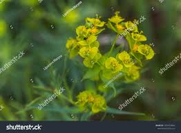 Attēlu rezultāti vaicājumam “Euphorbia virgata”